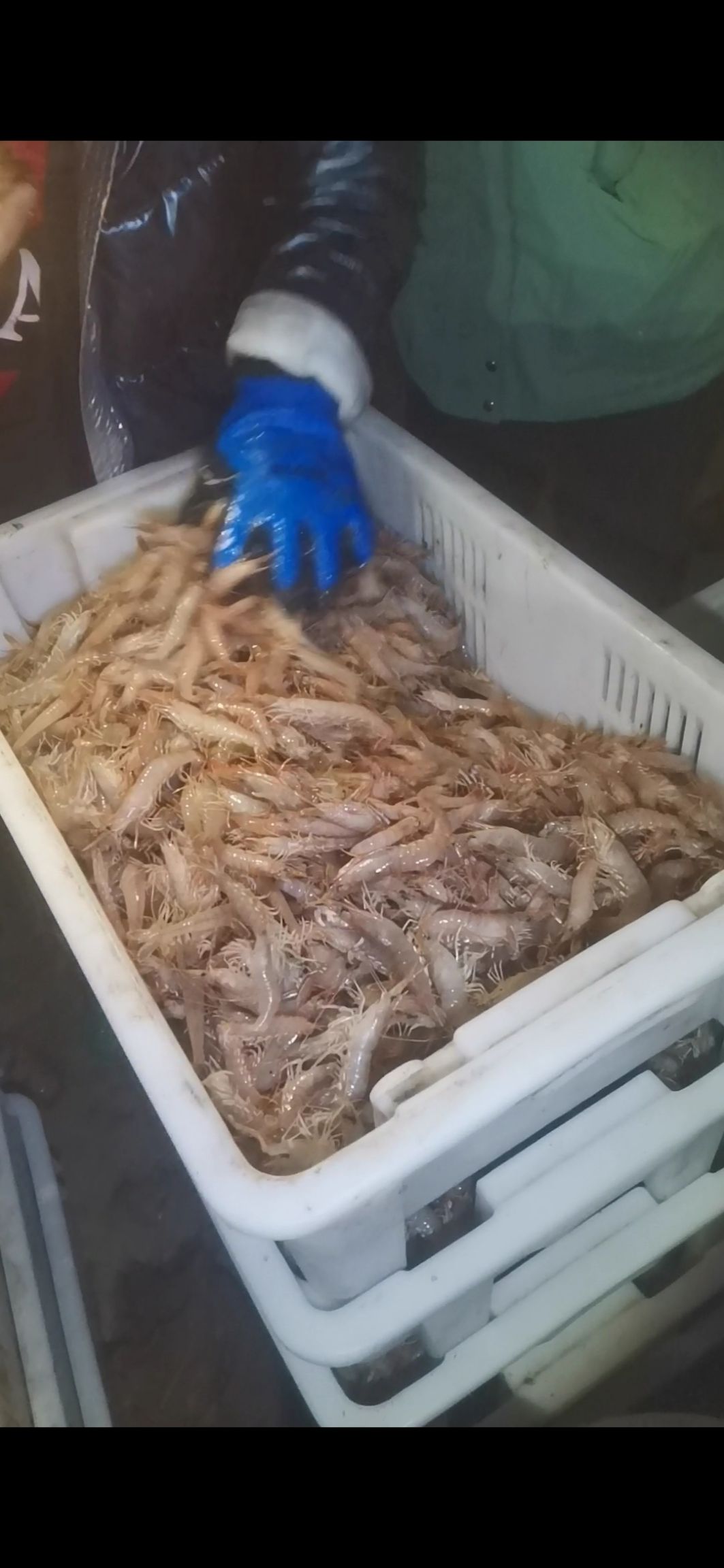 蛎虾  立虾 红虾 鹰爪虾。。。。。。。。。。。。。。。。。。。。。